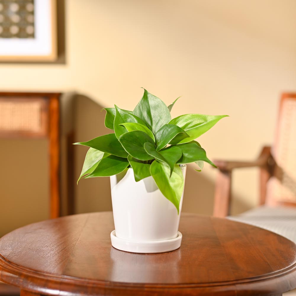 Philodendron Oxycardium Green Plant