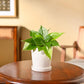 Philodendron Oxycardium Green Plant