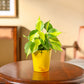 Philodendron Brasil Plant
