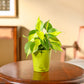 Philodendron Brasil Plant