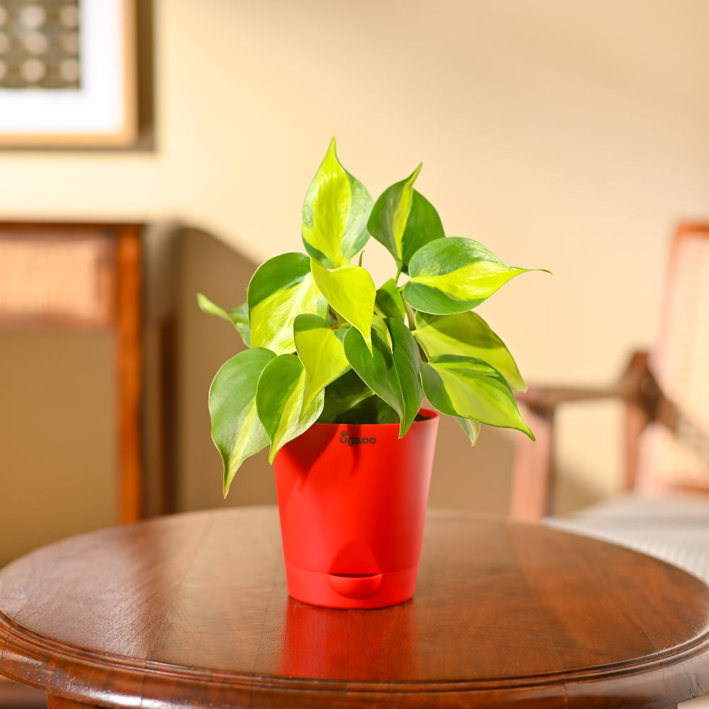 Philodendron Brasil Plant