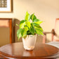 Philodendron Brasil Plant