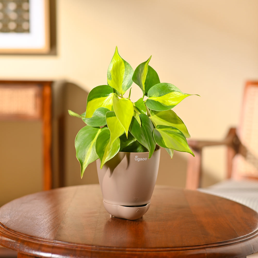 Philodendron Brasil Plant