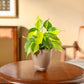 Philodendron Brasil Plant