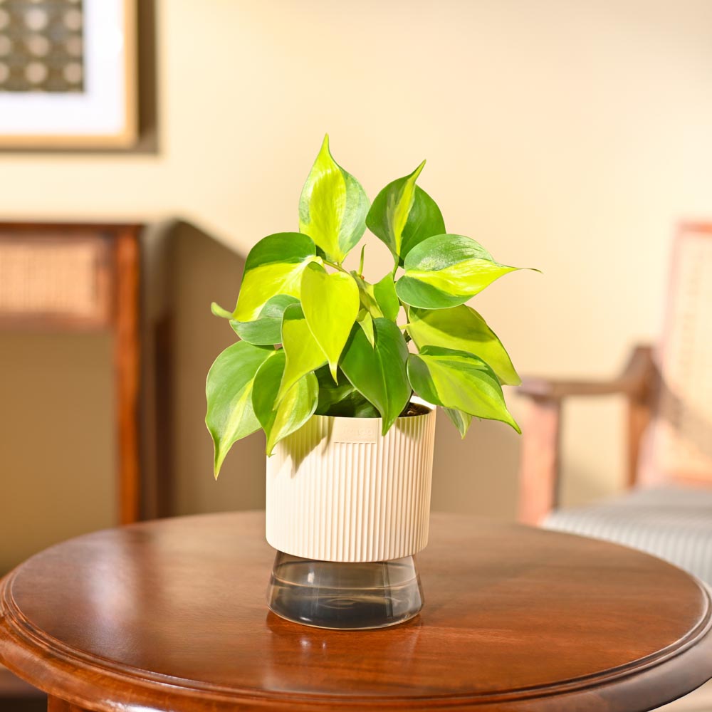 Philodendron Brasil Plant