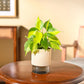 Philodendron Brasil Plant
