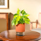 Philodendron Brasil Plant