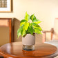 Philodendron Brasil Plant