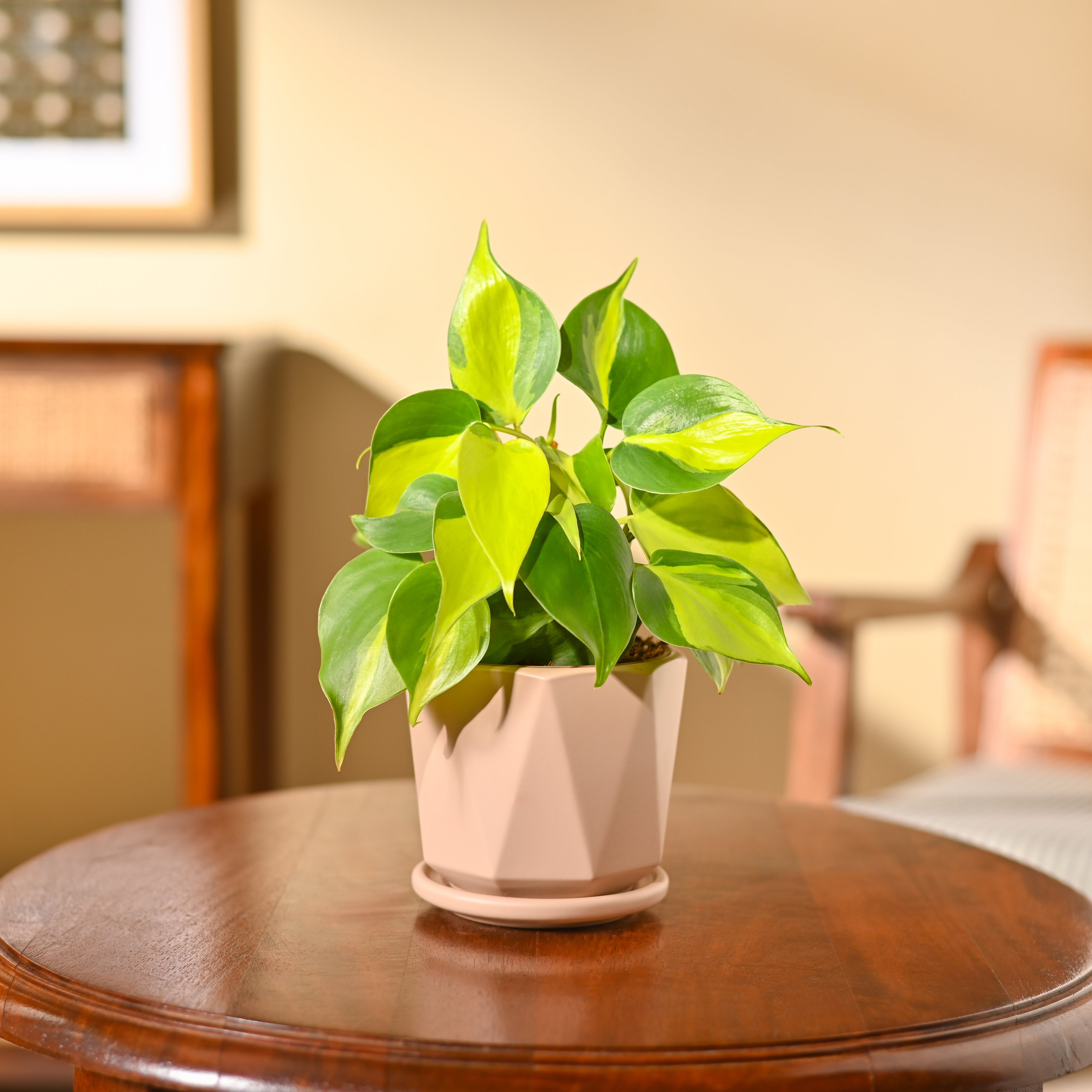 Philodendron Brasil Plant