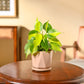 Philodendron Brasil Plant