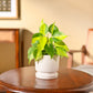Philodendron Brasil Plant