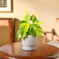 Philodendron Brasil Plant