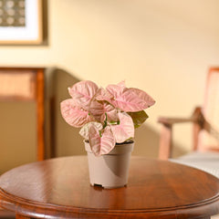 Syngonium Pink Plant