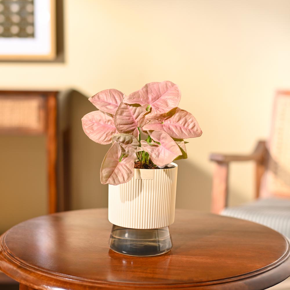 NUPL0035QIY