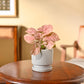 Syngonium Pink Plant