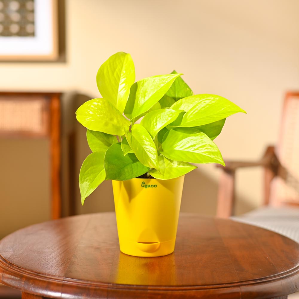 Money Plant Golden