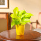 Money Plant Golden
