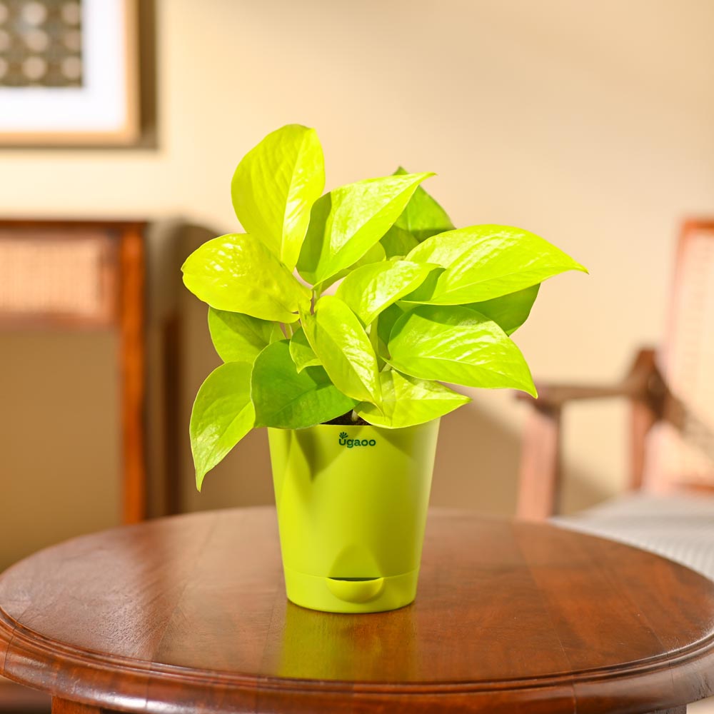 Money Plant Golden