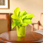 Money Plant Golden
