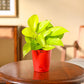 Money Plant Golden