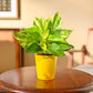 Money Plant Variegated