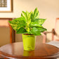 Money Plant Variegated