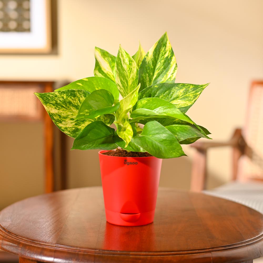 Money Plant Variegated