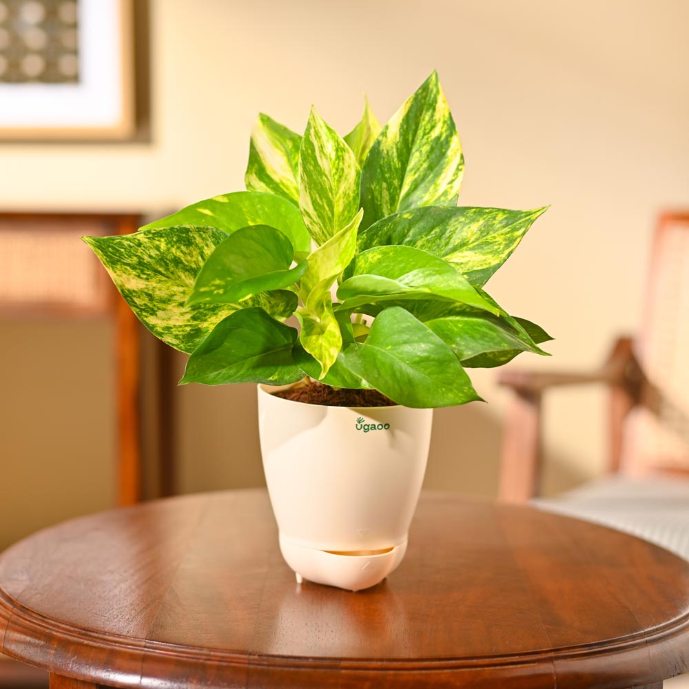 Money Plant Variegated