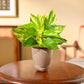 Money Plant Variegated