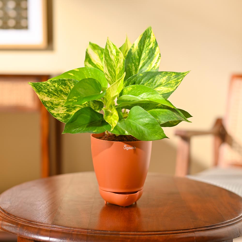 Money Plant Variegated