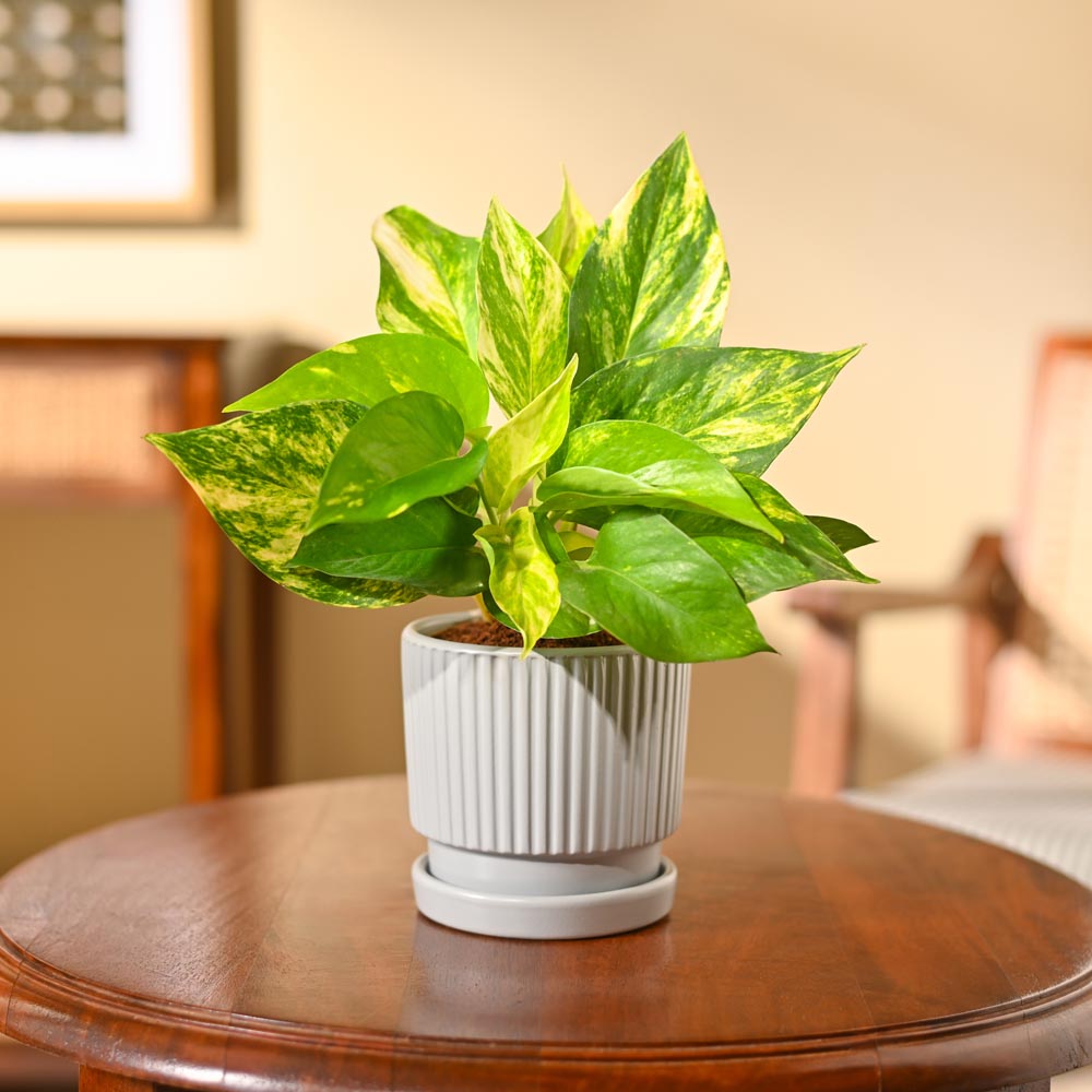 Money Plant Variegated
