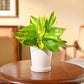 Money Plant Variegated