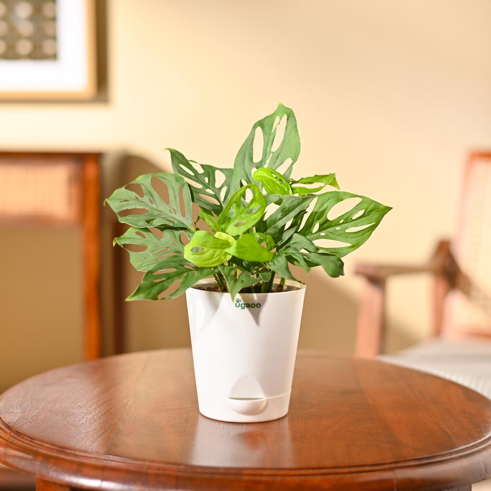 NUPL0019KWT