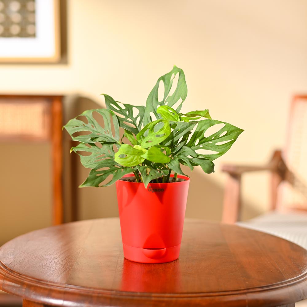 Broken Heart Plant