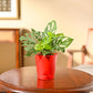 Broken Heart Plant