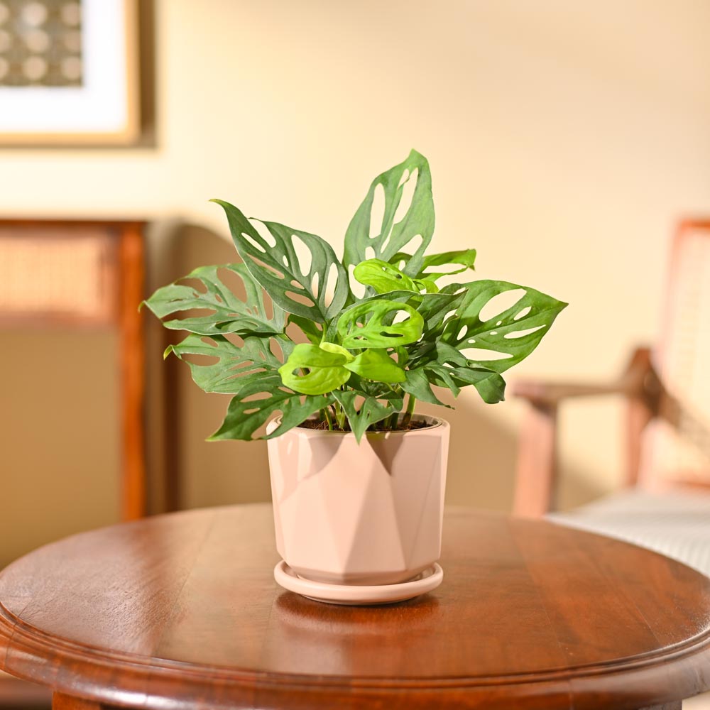 Broken Heart Plant