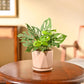 Broken Heart Plant