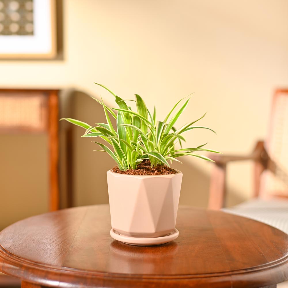 Chlorophytum Spider Plant