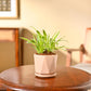 Chlorophytum Spider Plant