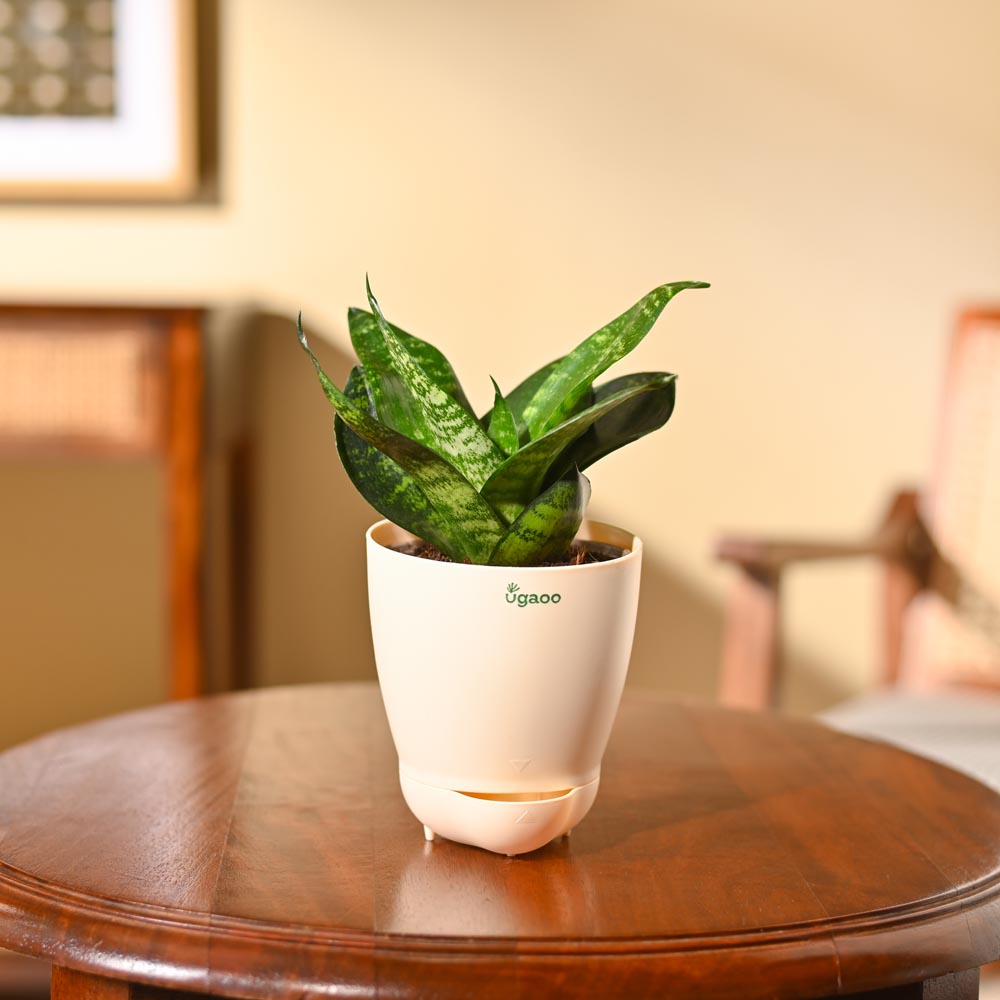 Snake Plant - Green