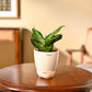 Snake Plant - Green