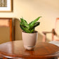 Snake Plant - Green