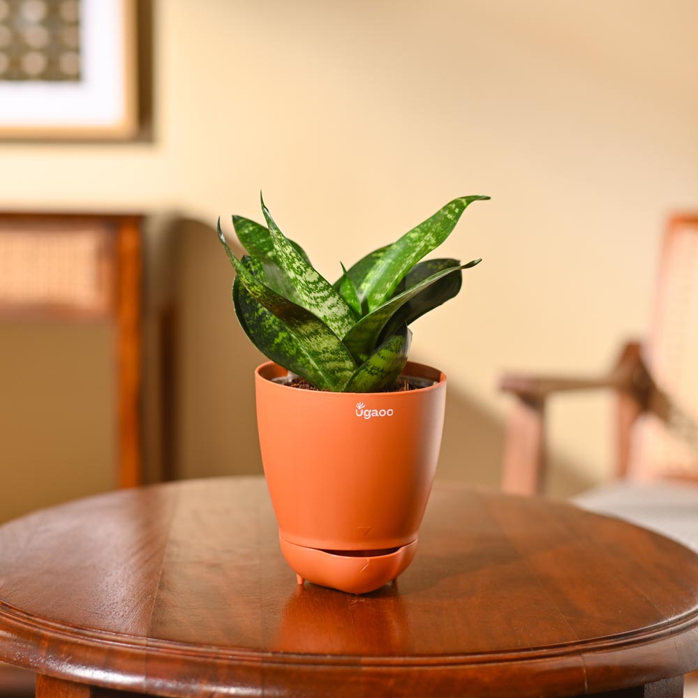 Snake Plant - Green