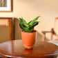 Snake Plant - Green