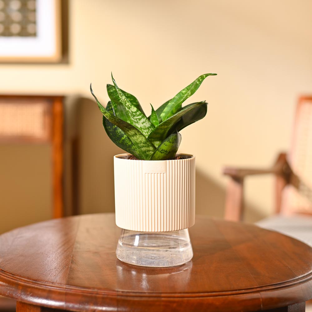 Snake Plant - Green