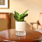 Snake Plant - Green