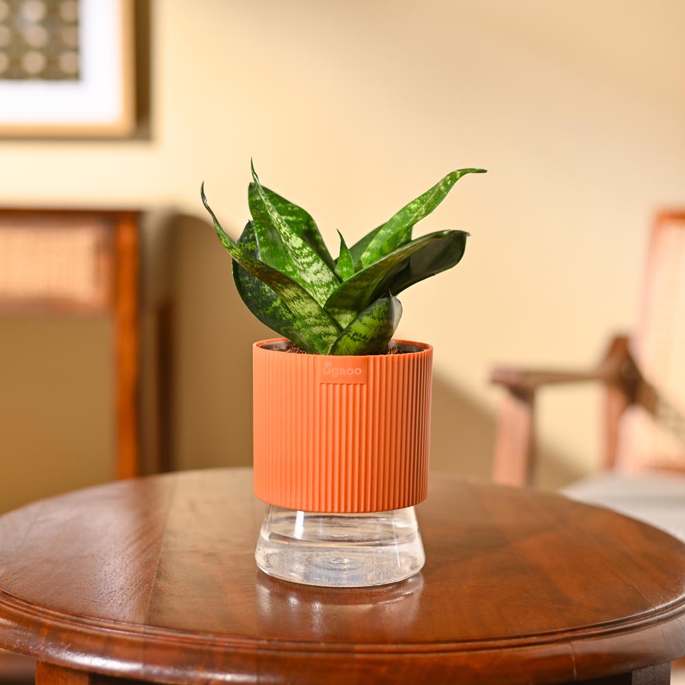 Snake Plant - Green