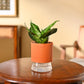 Snake Plant - Green