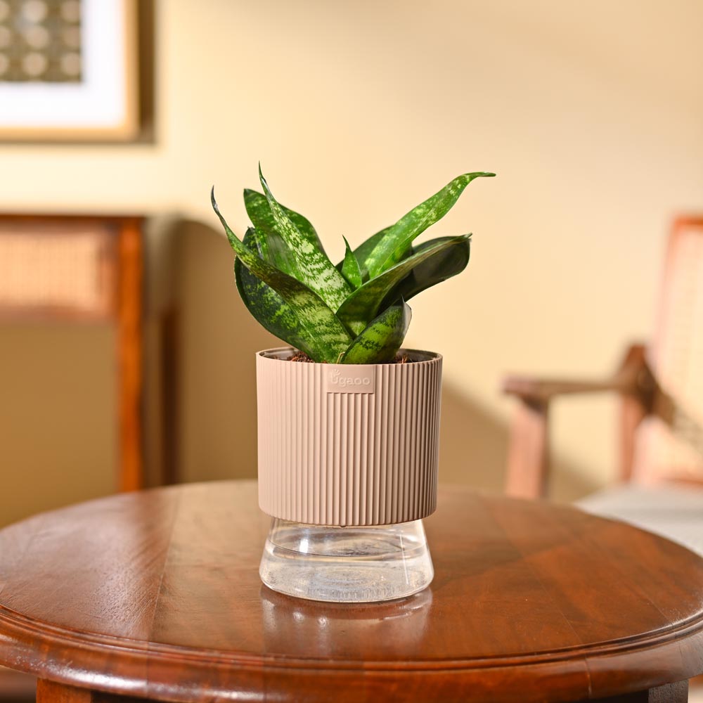 Snake Plant - Green