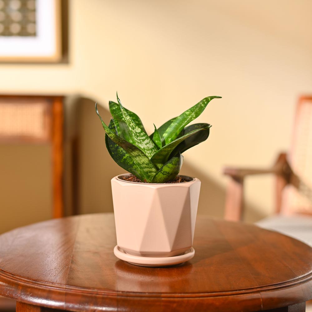 Snake Plant - Green